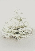 10th Jan 2024 - Christmas tree
