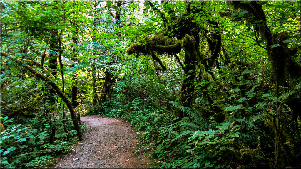 Traveling on to Silver Falls State Park by 365projectorgchristine