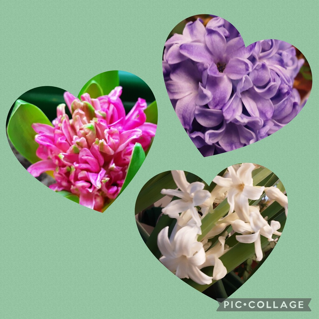 Home grown pink, blue and cream fragrant hyacinths.  by grace55