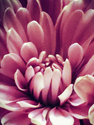 9th Jan 2024 - Chrysanthemum