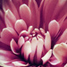 Chrysanthemum by skipt07