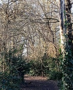 10th Jan 2024 - Woodland Walk