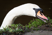 10th Jan 2024 - What Swans eat for breakfast