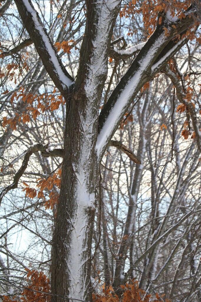 January 10: Winter tree by daisymiller