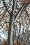 10th Jan 2024 - January 10: Winter tree