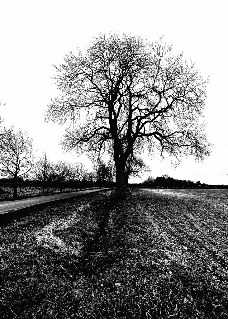 Winter Tree by carole_sandford