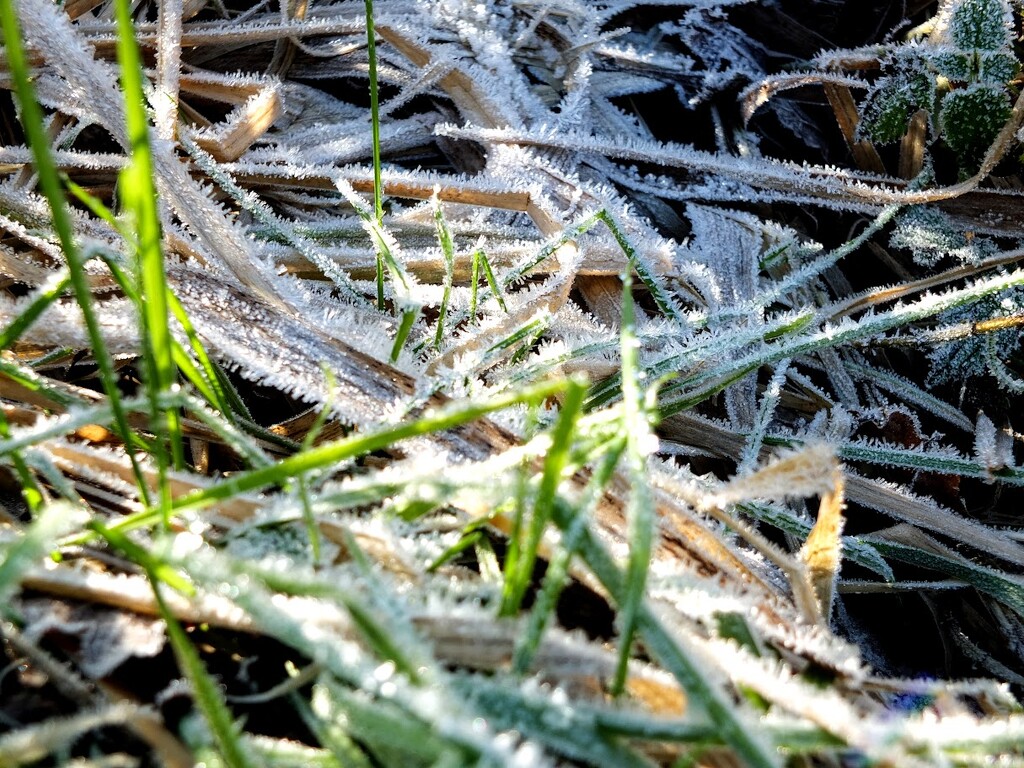 Crunchy underfoot! by bigmxx