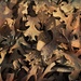 Acorns And Oak Leaves by joysfocus