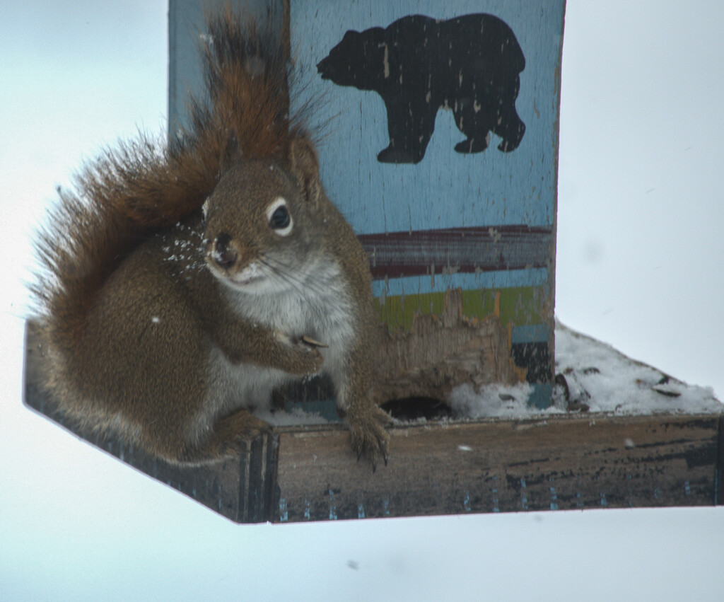 Squirrel in the feeder by radiogirl