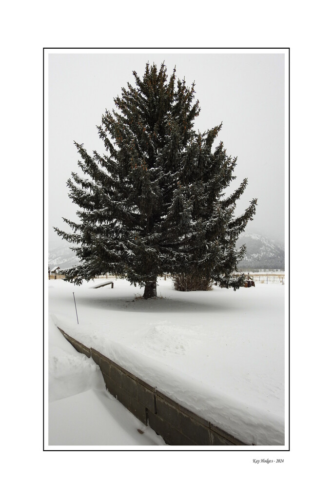 10 January 2024-Snowy Pine by kbird61
