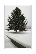 10th Jan 2024 - 10 January 2024-Snowy Pine
