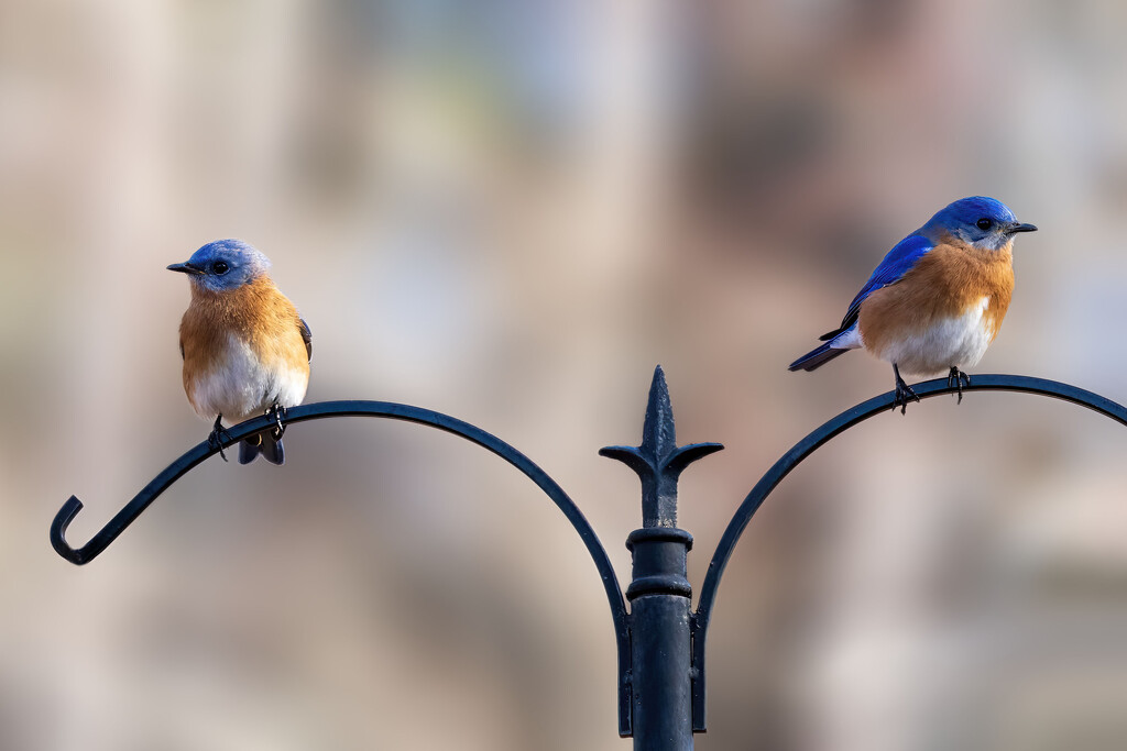 Bluebirds by kvphoto