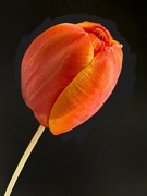 10th Jan 2024 - Tulip Delight