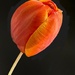 Tulip Delight by shutterbug49
