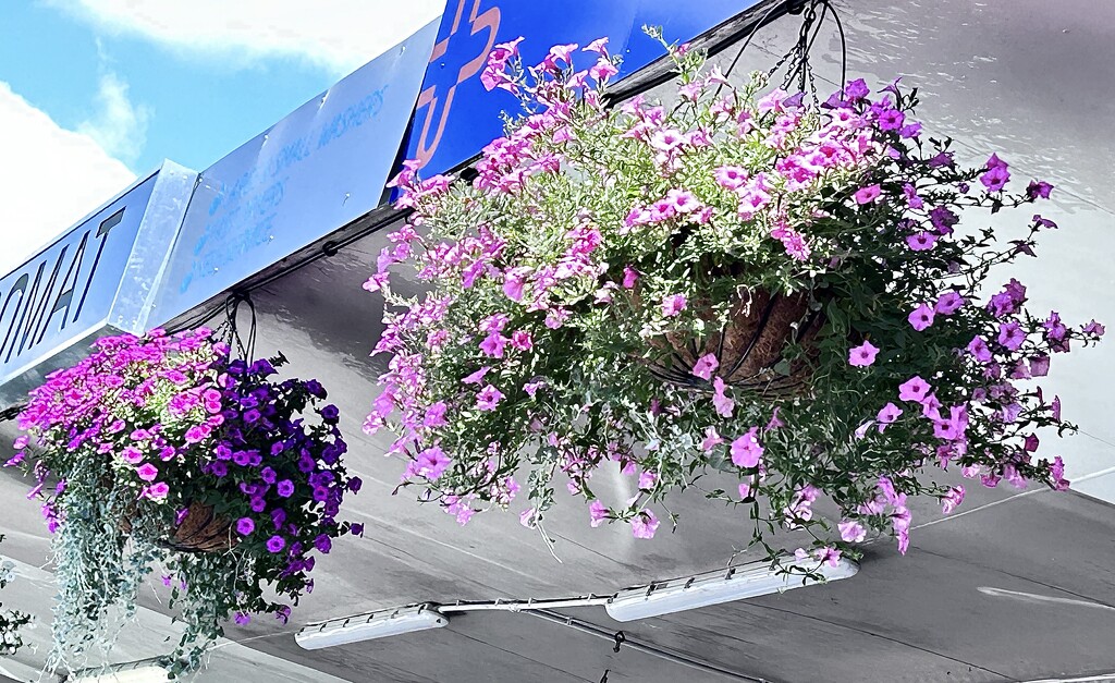 Hanging flower baskets in Kerikeri  by Dawn