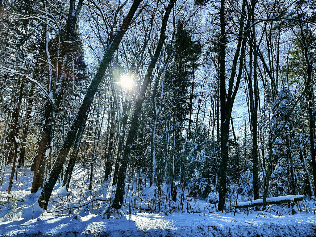 Sun through the snowy woods by joansmor