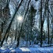 Sun through the snowy woods by joansmor