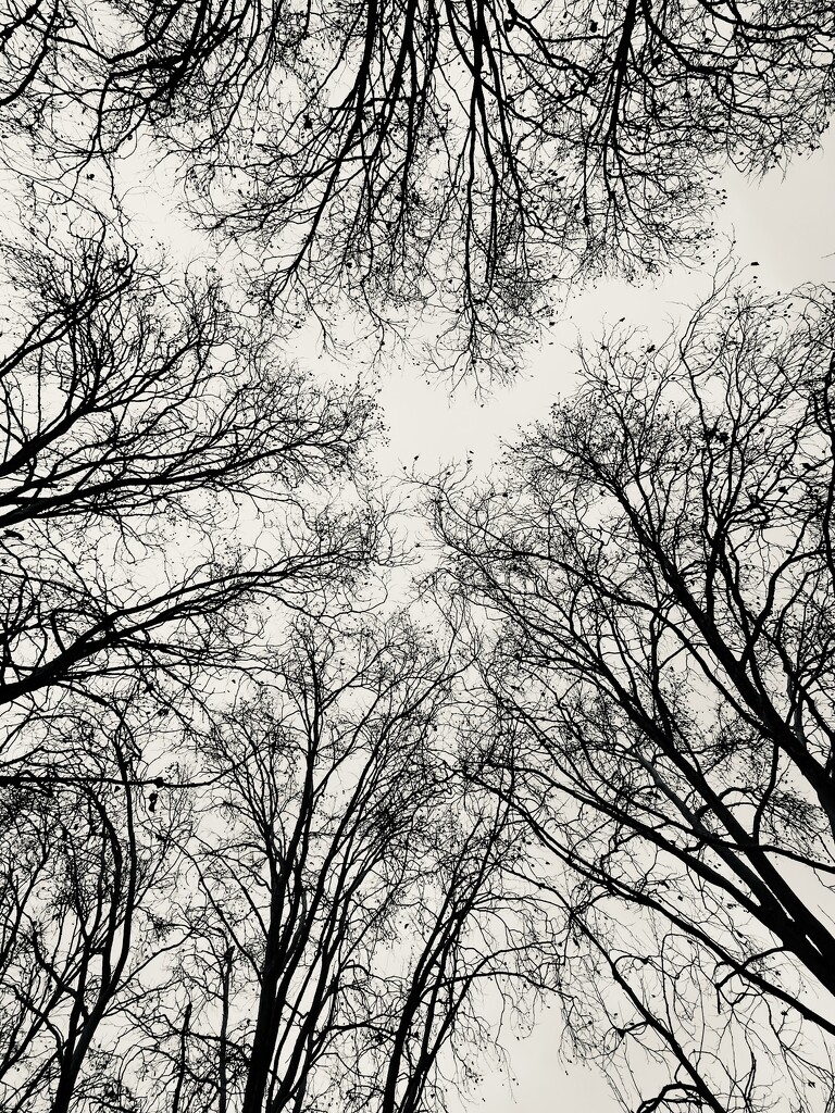 Bare trees by shookchung