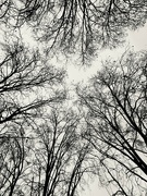 10th Jan 2024 - Bare trees