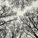 Bare trees by shookchung