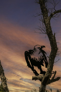 9th Jan 2024 - Vulture at Sunset
