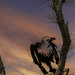 Vulture at Sunset by kipper1951