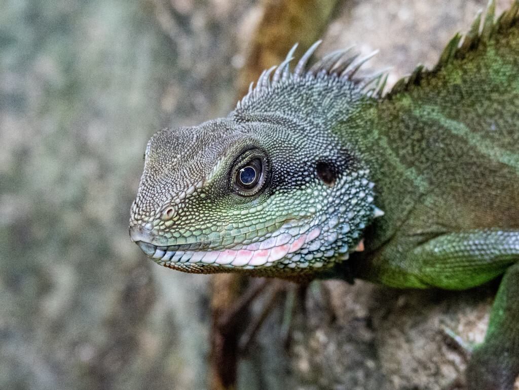 Lizard by ianjb21