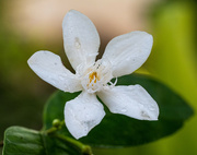 8th Sep 2023 - White flower.