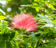 16th Oct 2023 - Fluffy pink flower