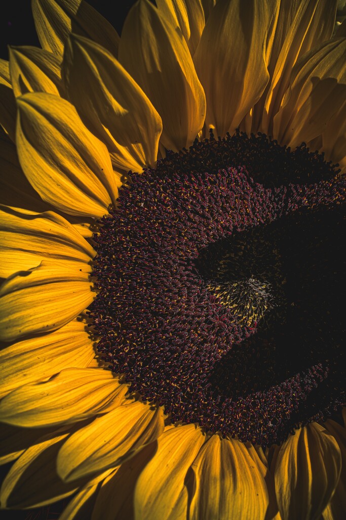 Sunflower by nannasgotitgoingon