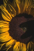 8th Jan 2024 - Sunflower