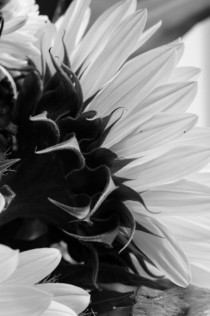 Sunflower in black and white by nannasgotitgoingon