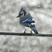 blue jay on a wire by amyk