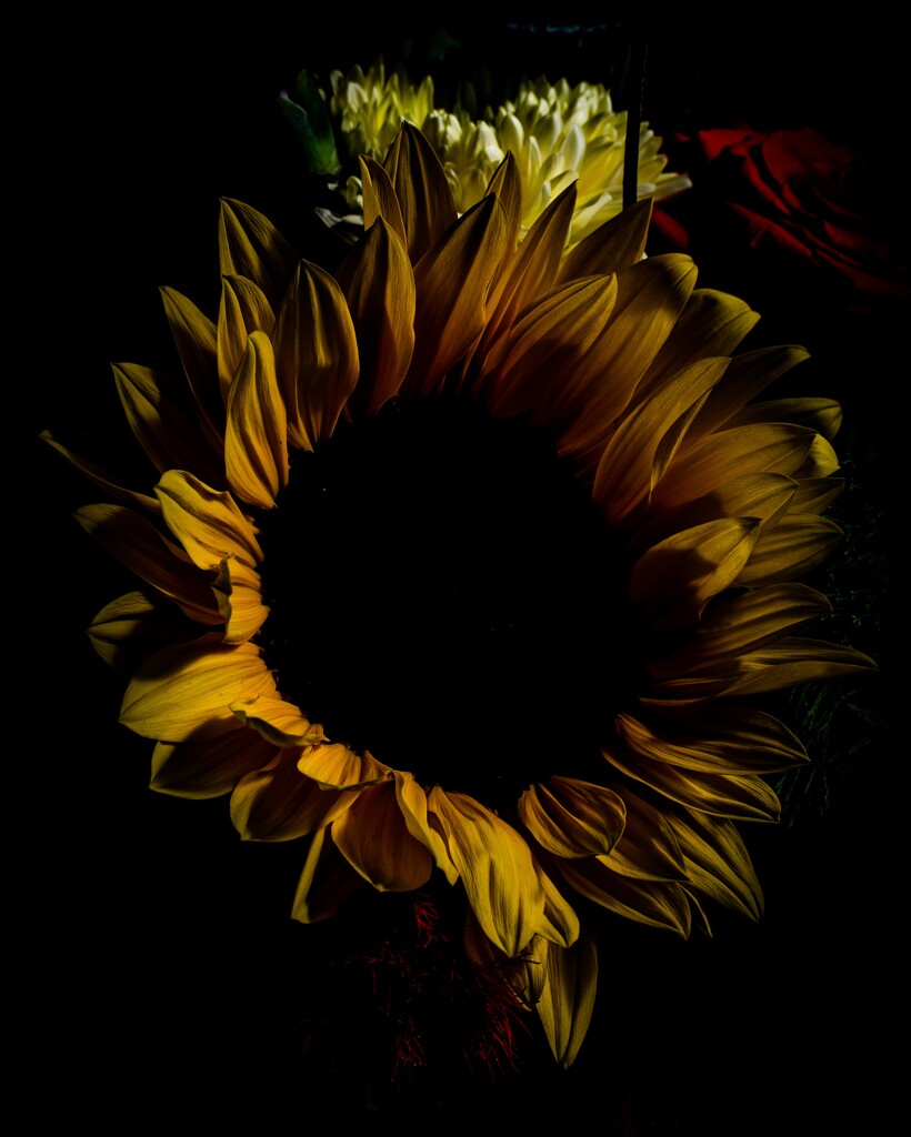 Sunflower Edit by nannasgotitgoingon