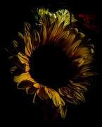4th Jan 2024 - Sunflower Edit