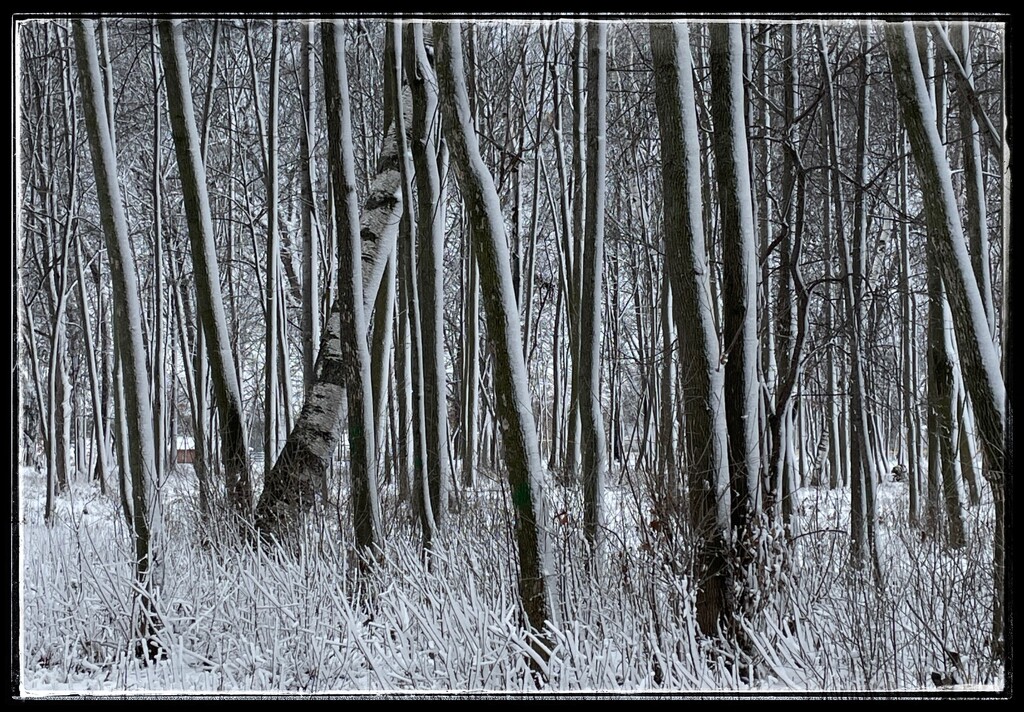 Walking in a Winter Wonderland by eahopp