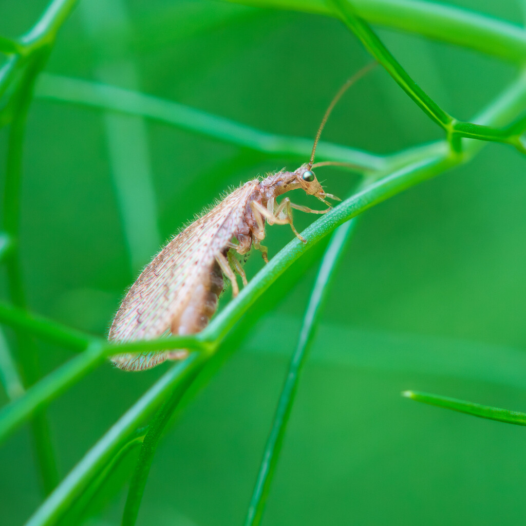 Garden Bugs Count - 11 by yaorenliu