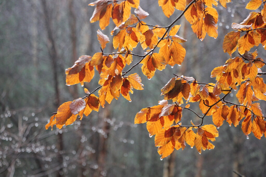 Winter Beech by jamibann