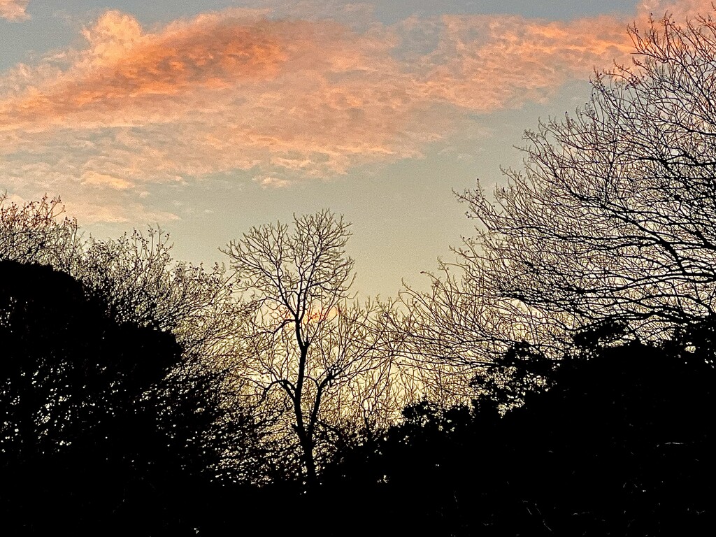 Winter trees and sunset by congaree
