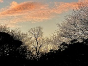 11th Jan 2024 - Winter trees and sunset