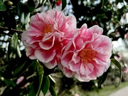 11th Jan 2024 - Camellias in peak bloom