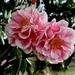 Camellias in peak bloom by congaree