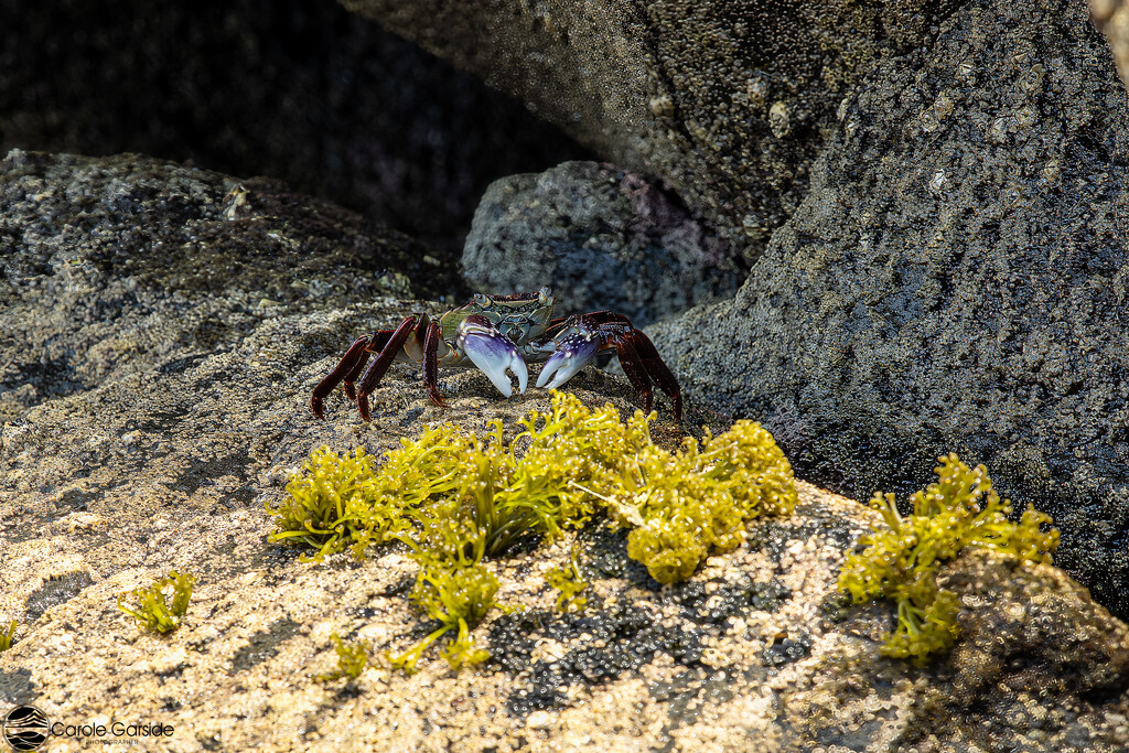 Shore Crab by yorkshirekiwi