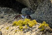 11th Jan 2024 - Shore Crab