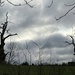 Skeleton trees by tinley23