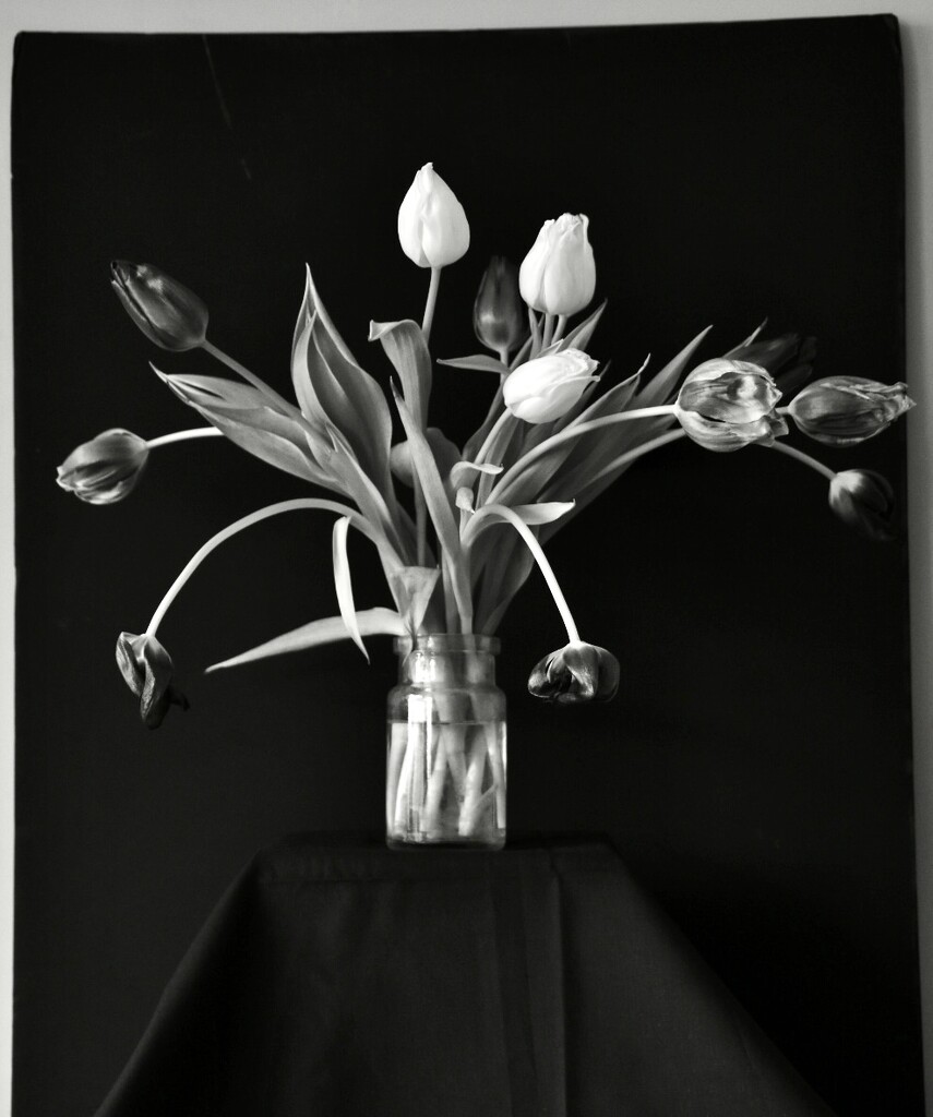 Tulips by wakelys