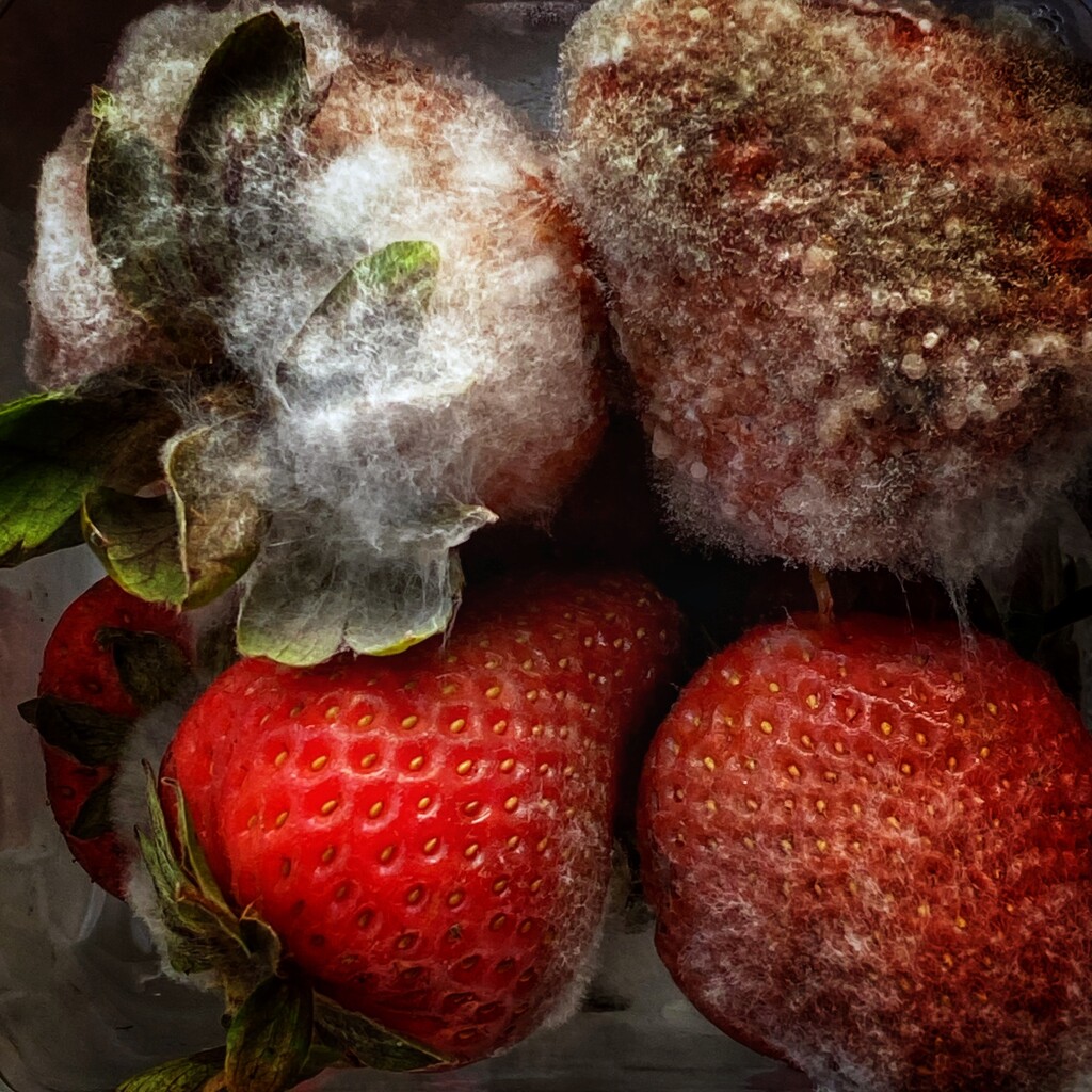 I don’t really like strawberries.  by johnfalconer