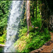 Walking the trail-Silver Falls State Park by 365projectorgchristine