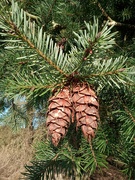 11th Jan 2024 - Pine Cones