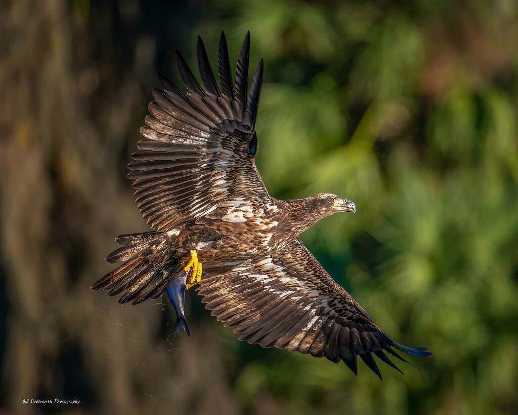 Young Bald Eagle by photographycrazy